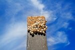 11201844-viele-schnecken-auf-der-spitze-eines-schwarzen-holz-ber-blauen-himmel.jpg