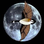 moonbird.jpg