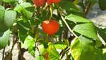 IMG_6268.jpg