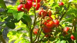IMG_6267.jpg
