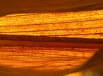 IMG_0362.JPG