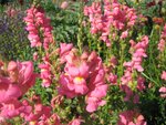 Löwenmäulchen im Bot. Garten.jpg