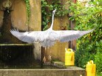 IMG_0597.JPG