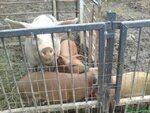 Schweinefleischproduktion.jpg