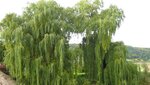 IMG_6560.jpg