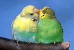 2946388-zucht-paar-wellensittiche-mit-der-mannlichen-wellensittich-vogel-k-ssen-seine-mate.jpg 2946388-zucht-paar-wellensittiche-mit-der-mannlichen-wellensittich-vogel-k-ssen-seine-mate.jpg