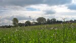 IMG_6572.jpg