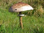 IMG_0967.jpg