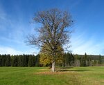 IMG_0958.JPG