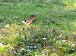 IMG_0926.JPG