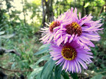 CIMG0556.JPG