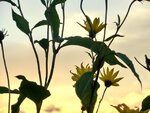 blumen silhouetten.JPG