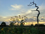 abendblumen.JPG