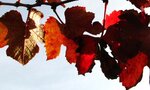 19536d1350739949-jahreszeitenfotos-fruehjahr-sommer-herbst-2012-5.jpg (JPEG-Grafik, 1600 × 1200 .jpg
