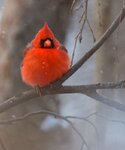 Red-CardinalFuzzy4.jpg