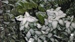 IMG_6668.jpg
