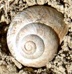 schnecke.jpg