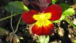 IMG_6685.jpg