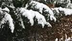 IMG_7152.jpg