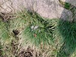 Gras.jpg