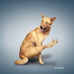 Yoga-dogs-5.jpg