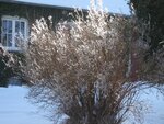 IMG_4929.jpg