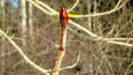 IMG_7262.jpg