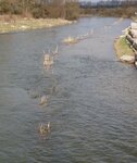 Donau.JPG