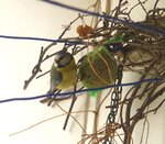 IMG_2966.JPG