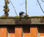IMG_3183.JPG