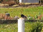 IMG_3184.JPG