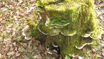 IMG_7575.jpg