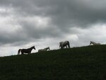 STB_7688.jpg
