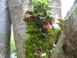 Natur Vorgarten 004.jpg