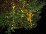 Natur Vorgarten 001.jpg
