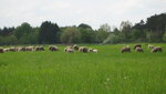 IMG_7768.JPG