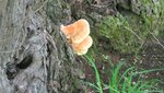 IMG_7743.jpg