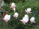 IMG_5032.jpg