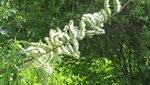 IMG_7832.jpg