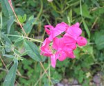 IMG_0145.JPG