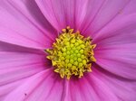Sternenblume.jpg