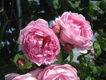 IMG_5142.jpg