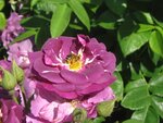 IMG_5145.jpg