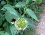 IMG_0401.JPG