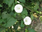 IMG_0450.jpg