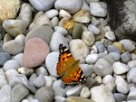 IMG_0532.jpg