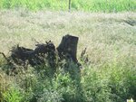 IMG_0601.jpg