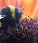 Hummel.jpg