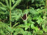 IMG_0050.jpg