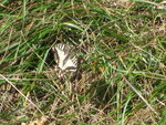 IMG_2979.JPG